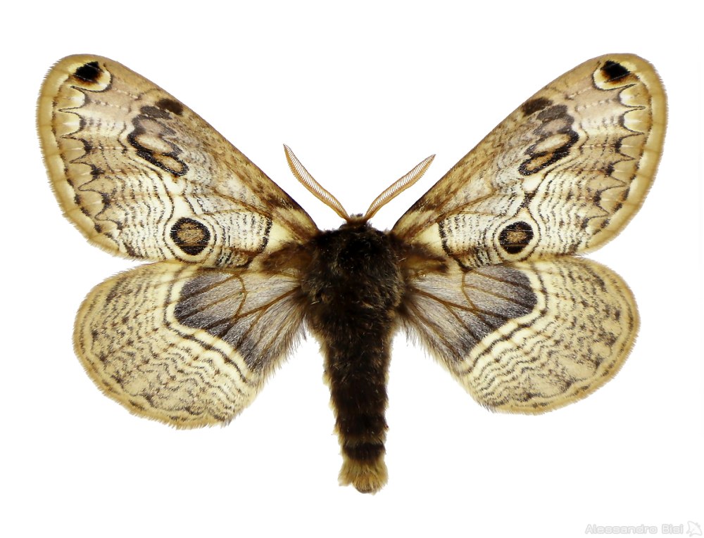 Brahmaea europaea
