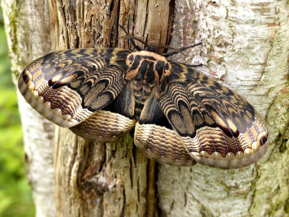 Brahmaea Certhia
