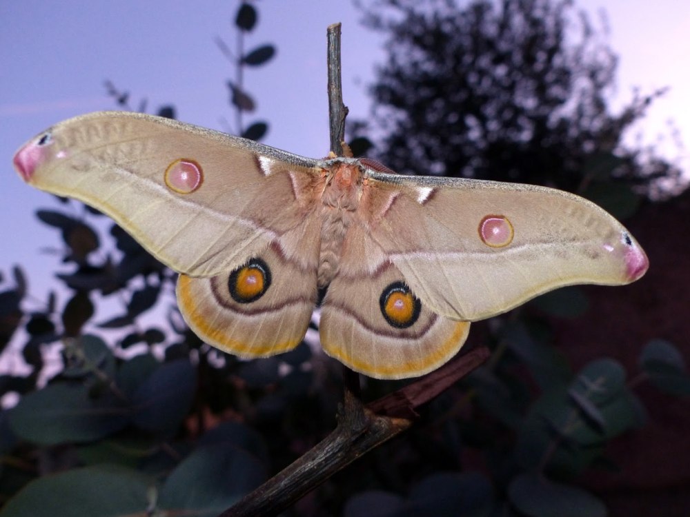 Epiphora mythimnia