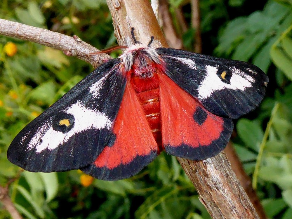 Pseudimbrasia deyrollei