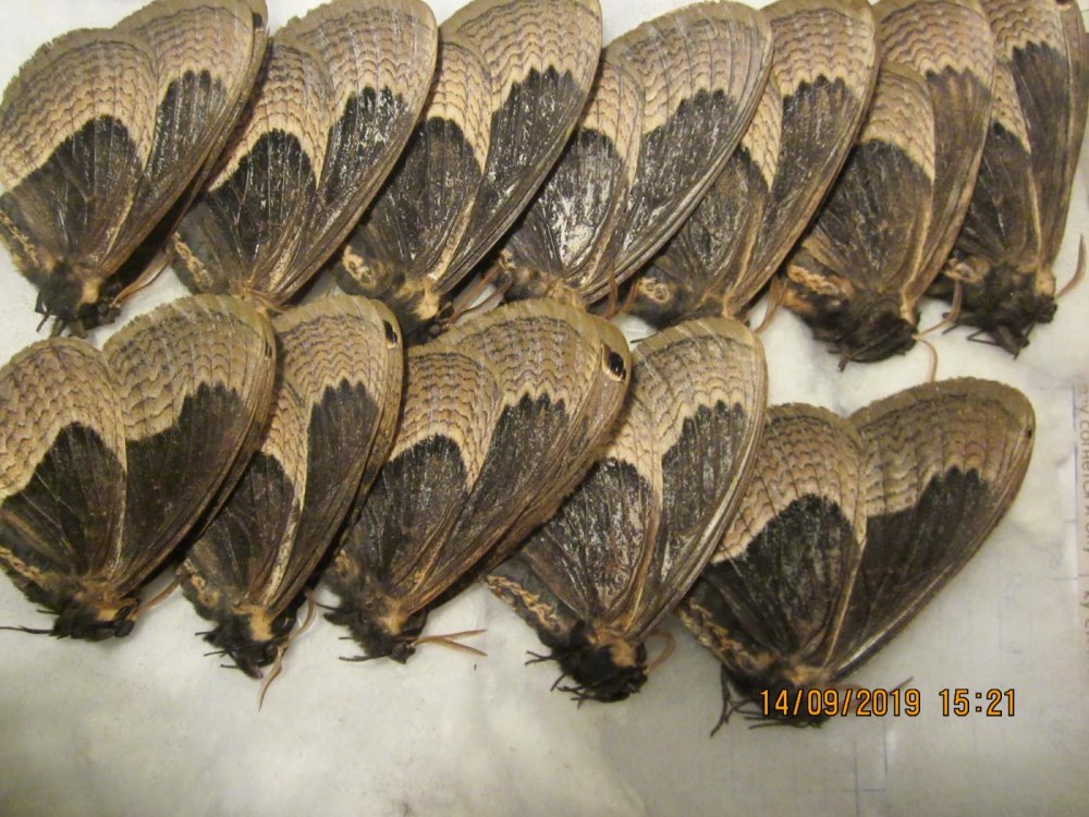 Brahmaea tancrei