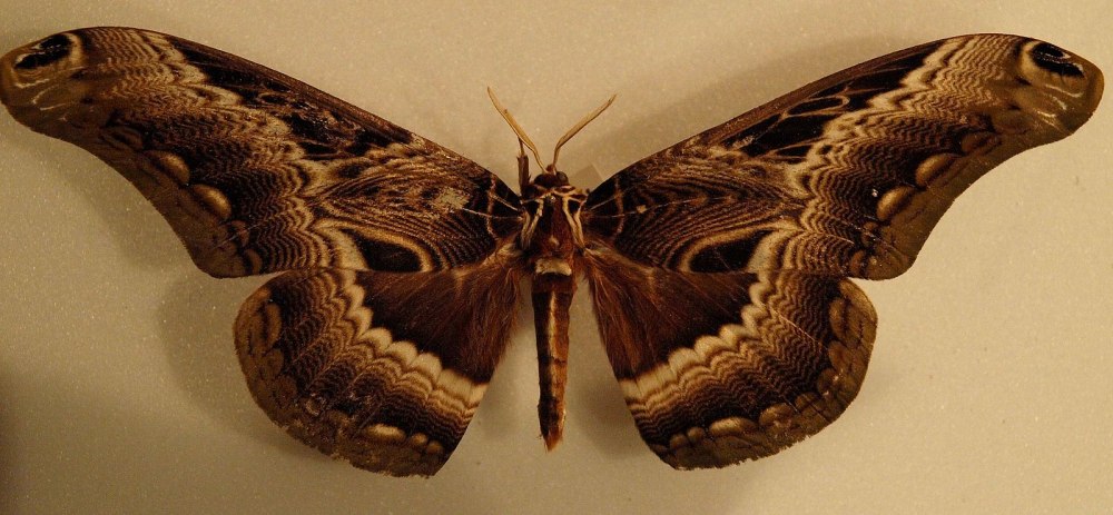 Dactyloceras Lucina