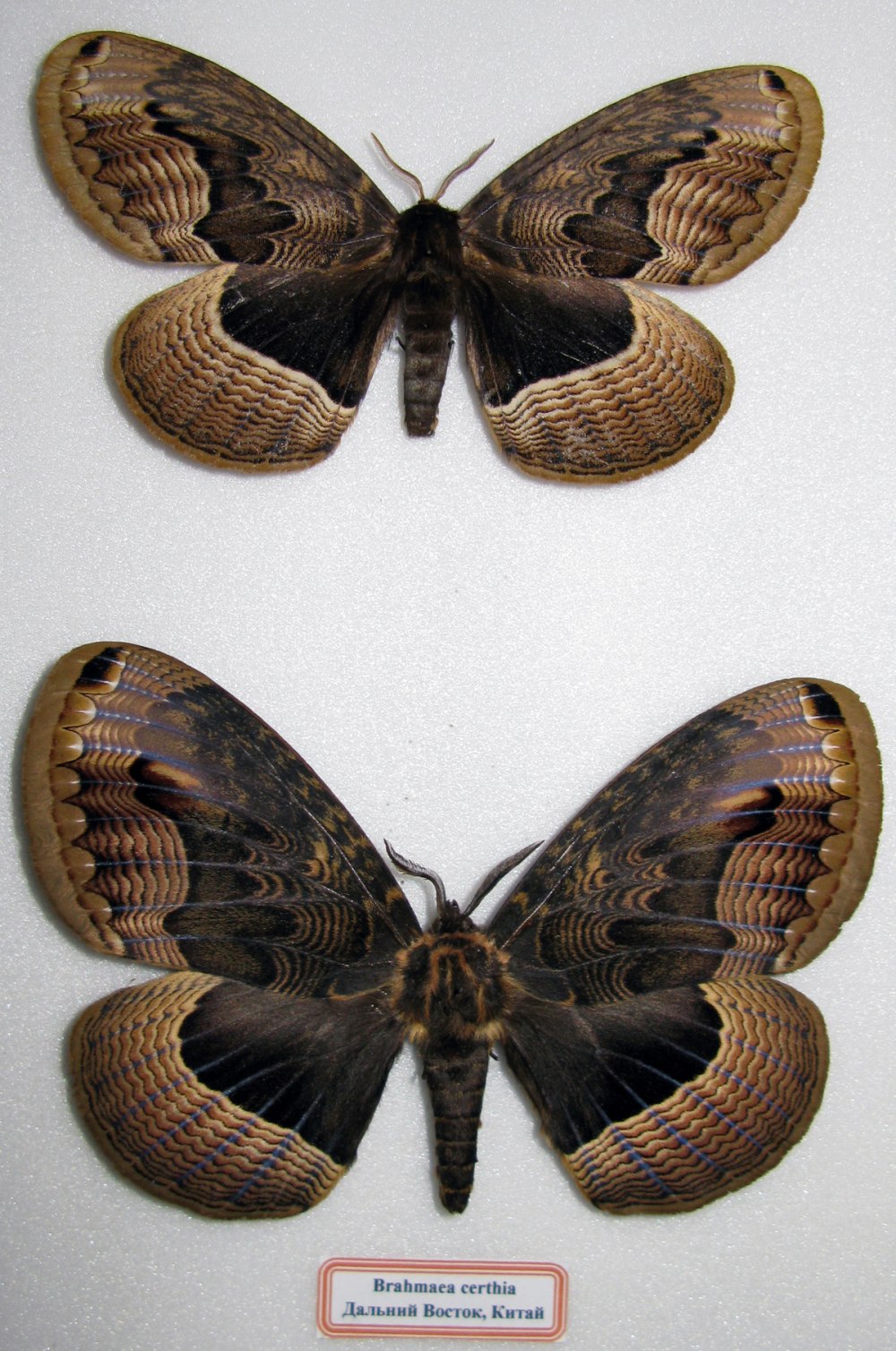 Brahmaea Certhia
