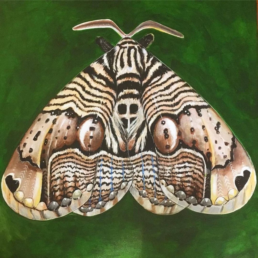 Brahmaea wallichii