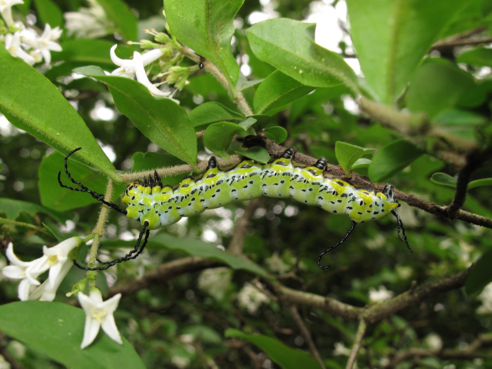 Narathura japonica