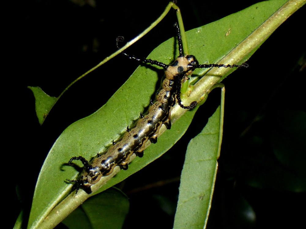 Brahmaea Certhia гусеница