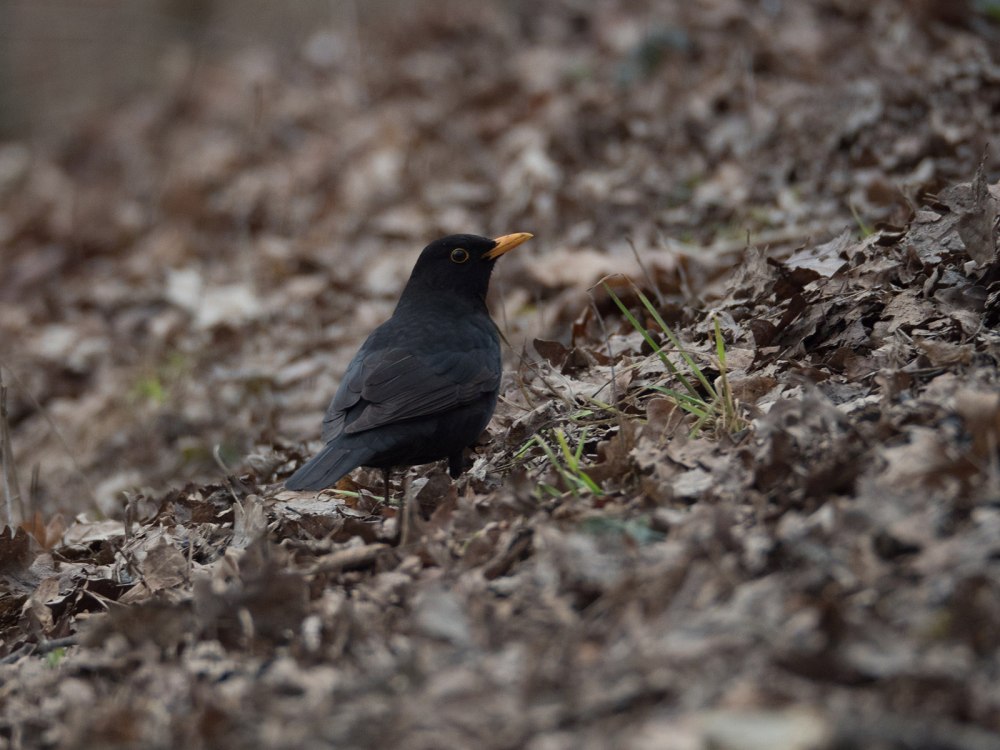 Turdus Merula
