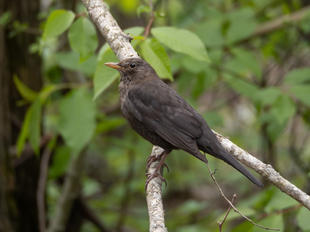 Turdus Merula самка