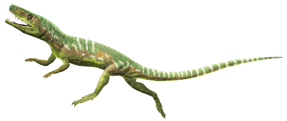 Euparkeria динозавр