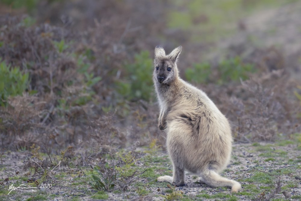 Narawntapu National Park