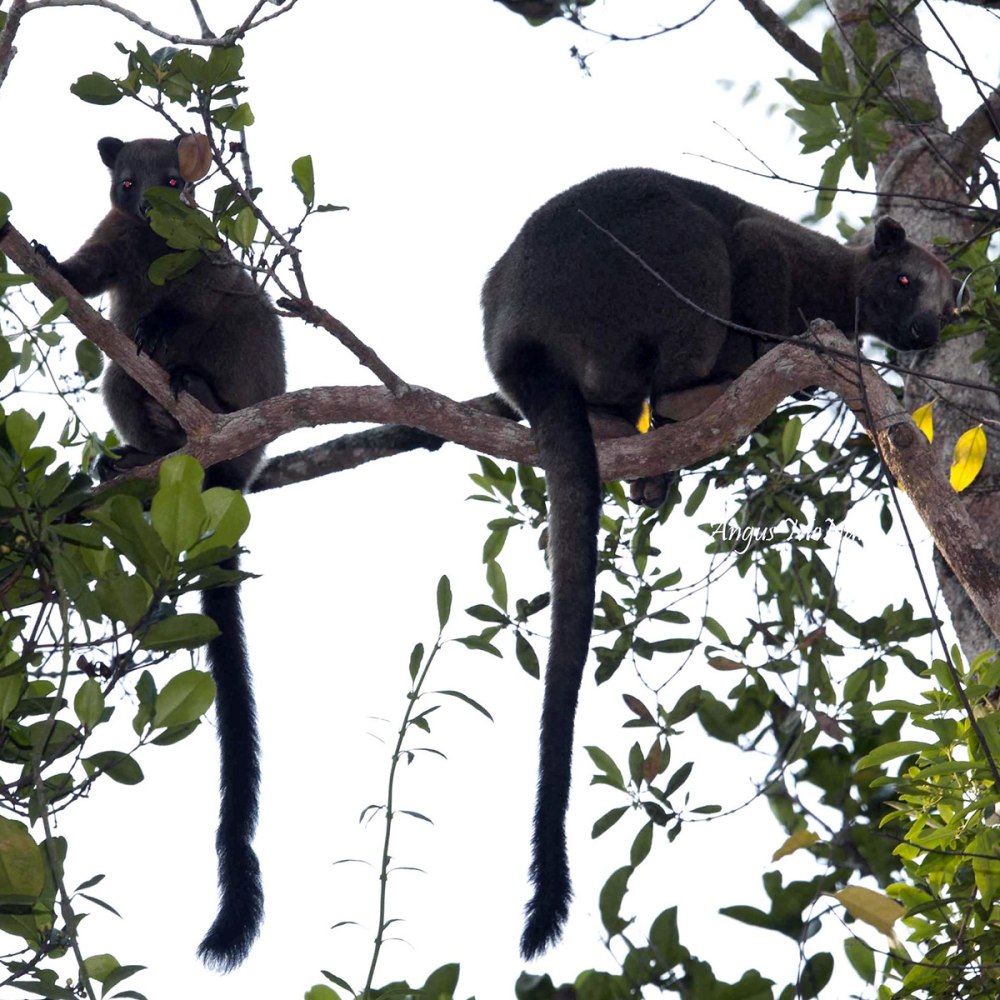 Dendrolagus bennettianus