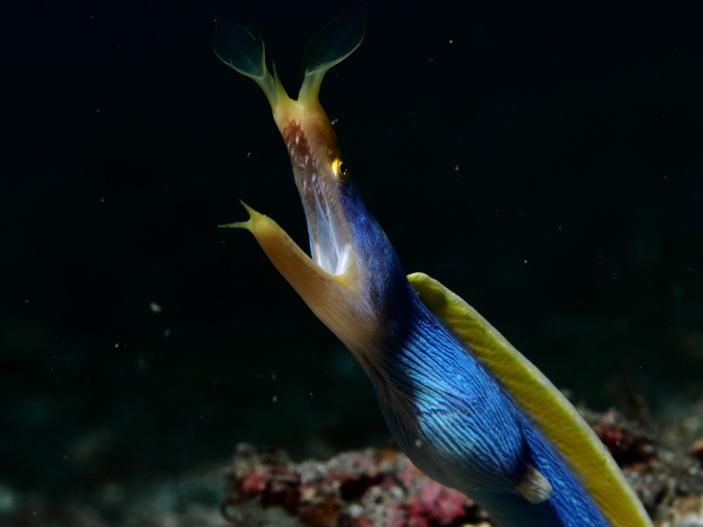 Blue ribbon eel