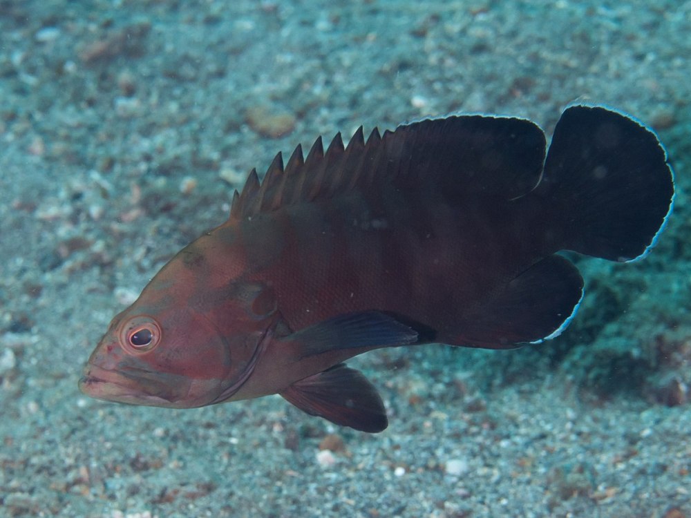 Cephalopholis boenak