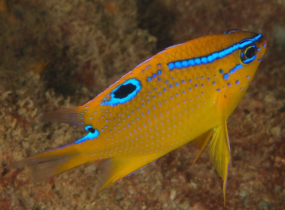 Neoglyphidodon crossi
