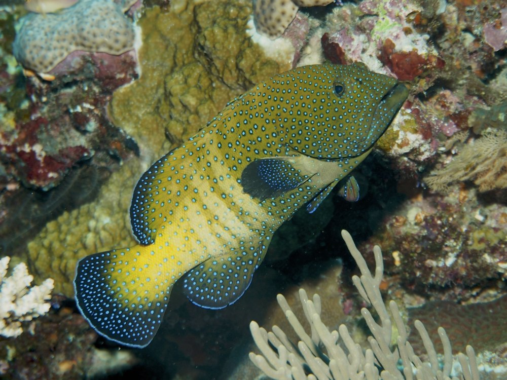 Cephalopholis Argus