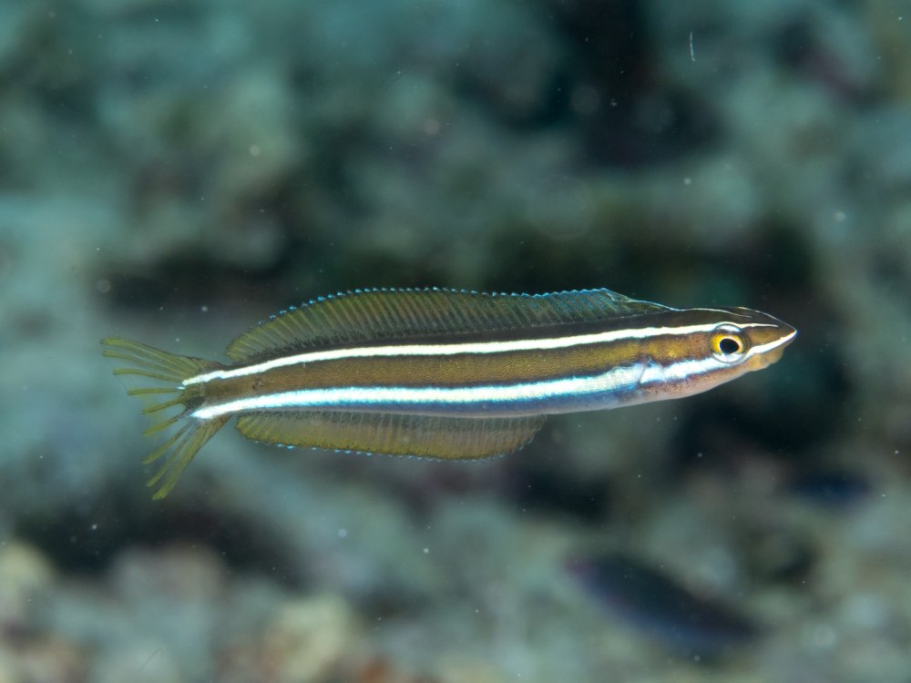 Plagiotremus rhinorhynchos