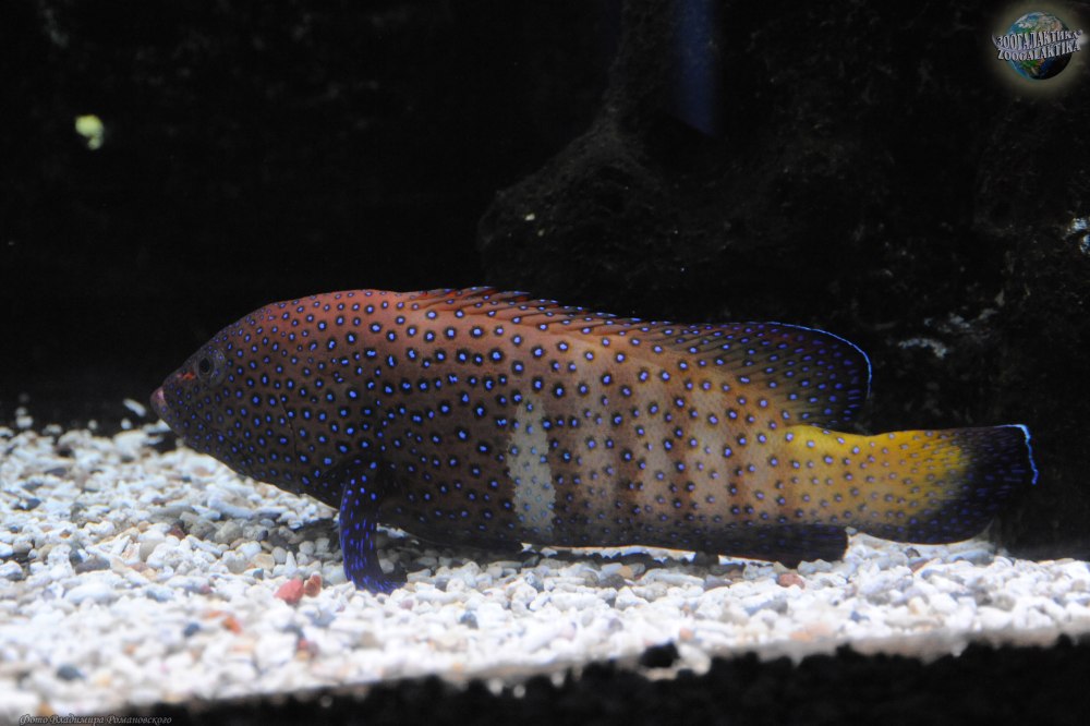 Cephalopholis Argus