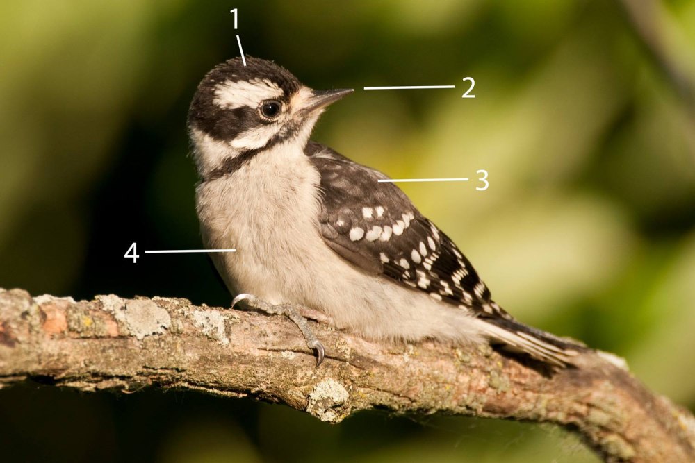 Juvenile hairy Woodpecker