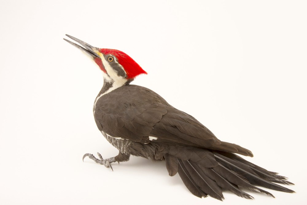 Woodpecker
