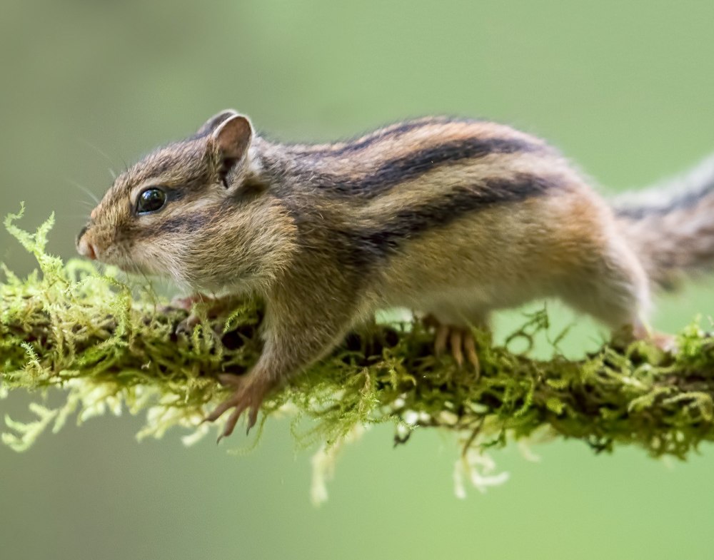 Eutamias sibiricus