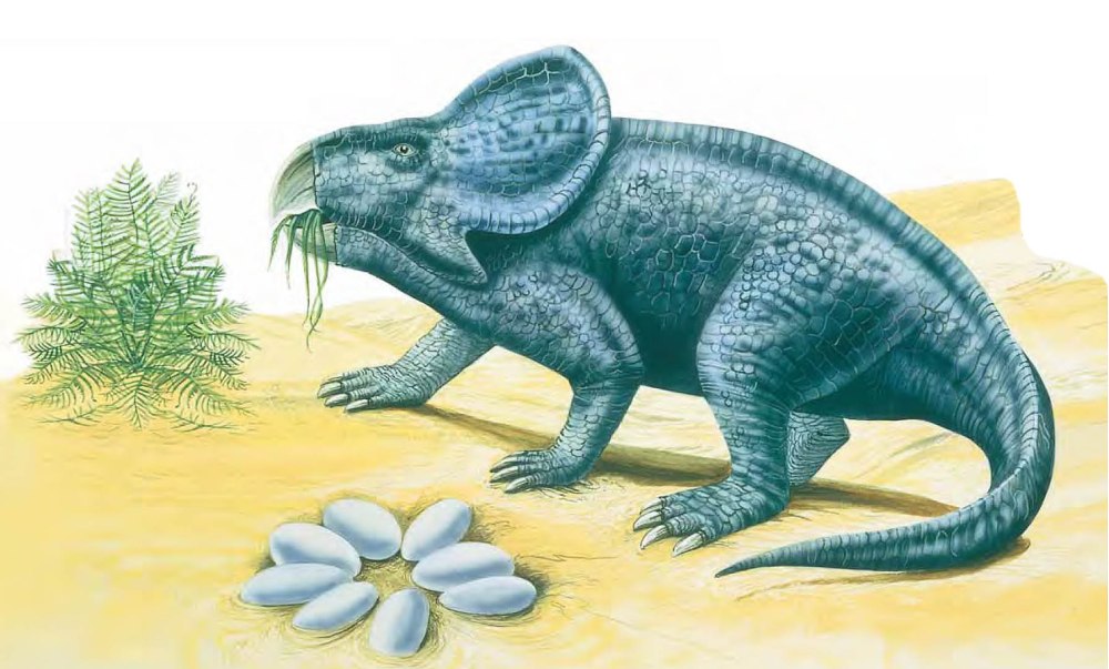 Динозавр Protoceratops