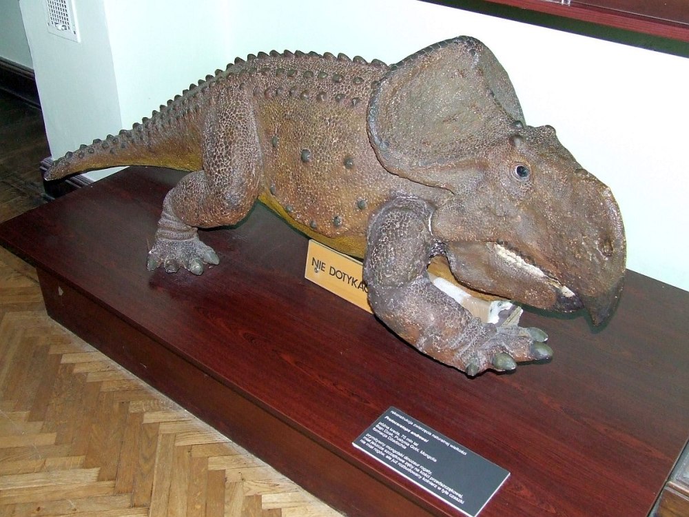 Protoceratops andrewsi