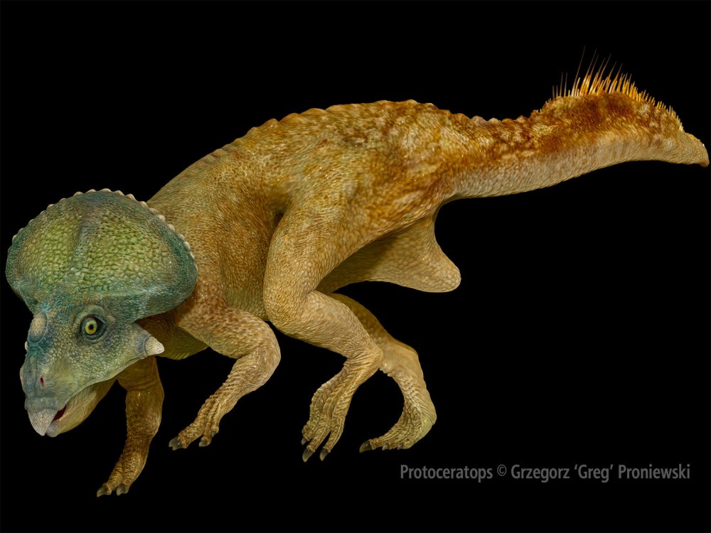 Protoceratops 3d