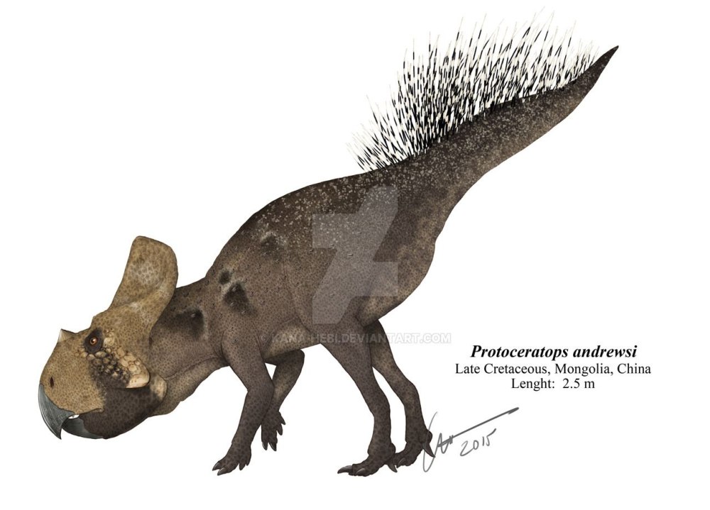 Protoceratops andrewsi
