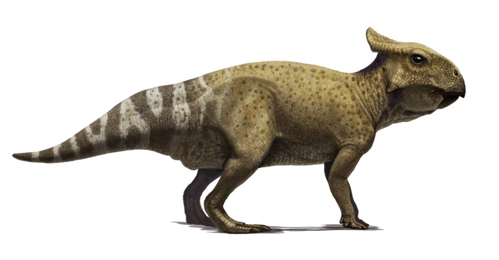Protoceratops andrewsi