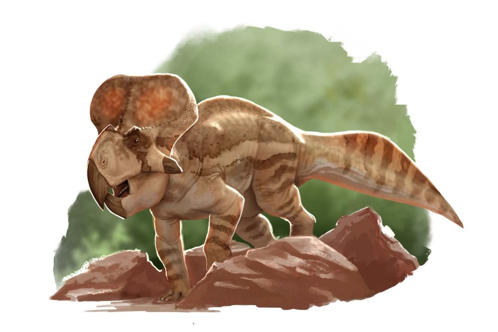 Protoceratops andrewsi