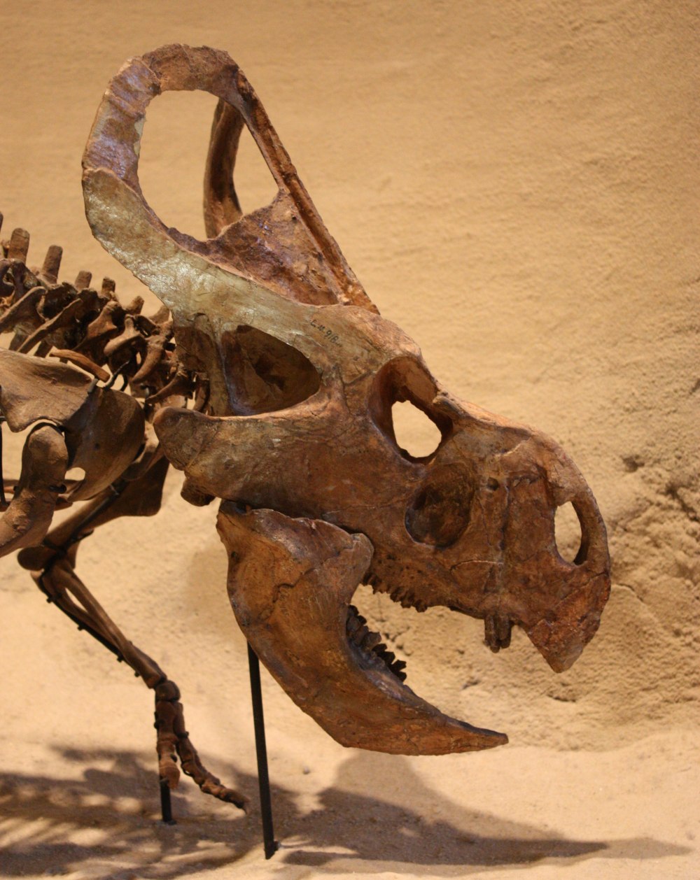Protoceratops andrewsi скелет