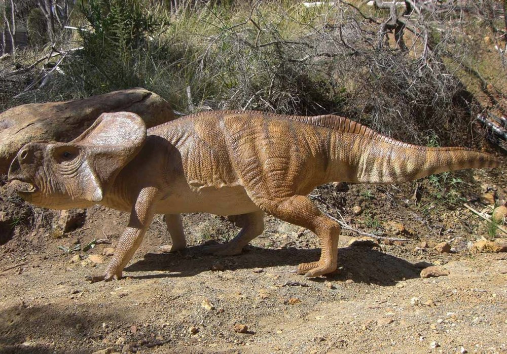 Protoceratops andrewsi