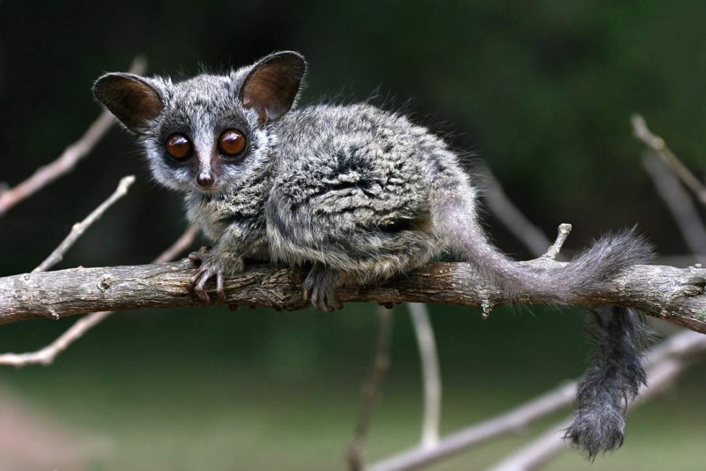 Bush Baby галаго