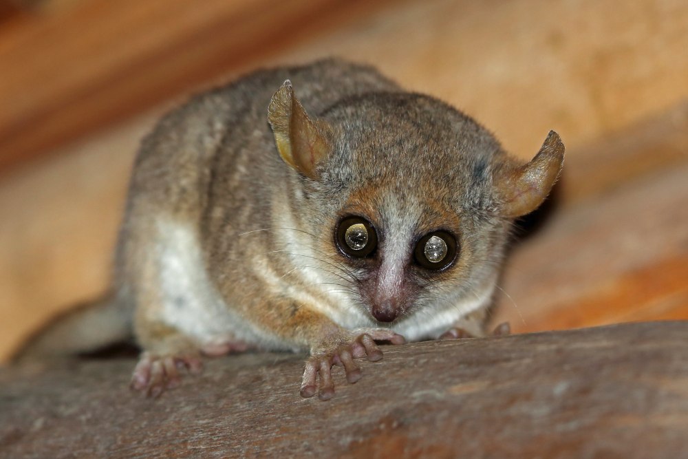 Мышиный лемур (Microcebus berthae)
