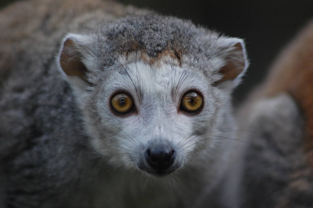 Eulemur coronatus