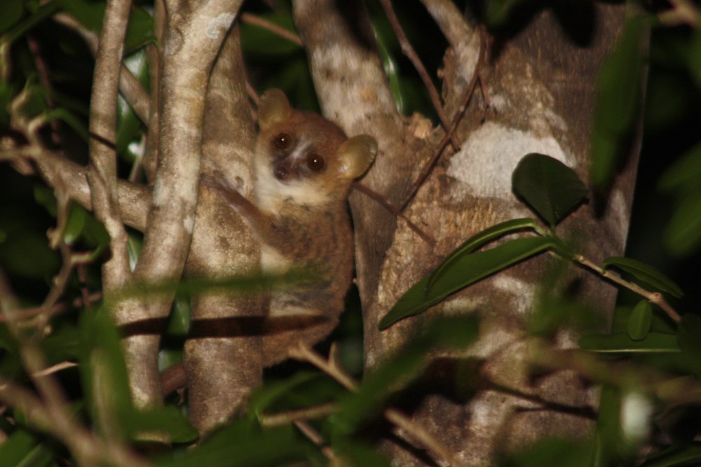 Madame Berthe’s Mouse Lemur
