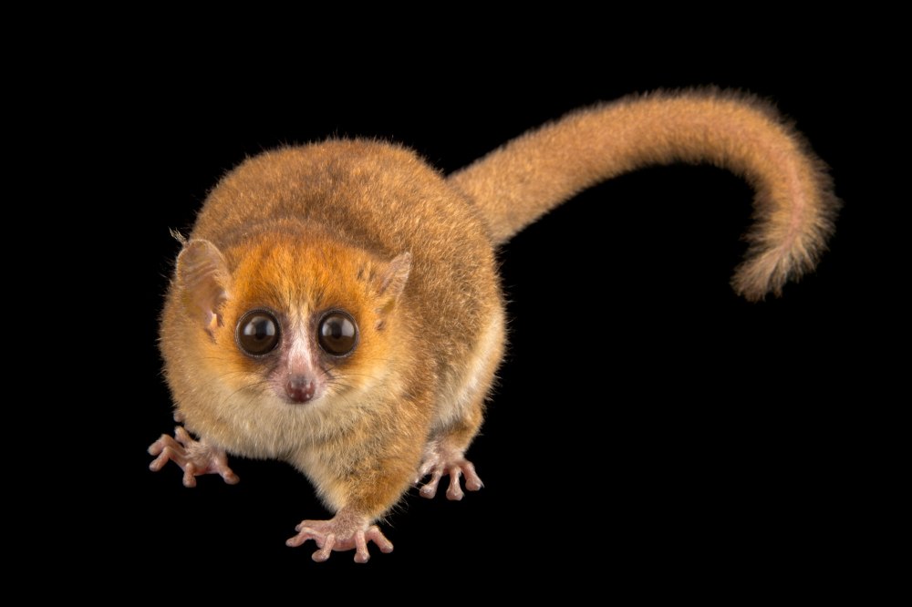 Microcebus lehilahytsara