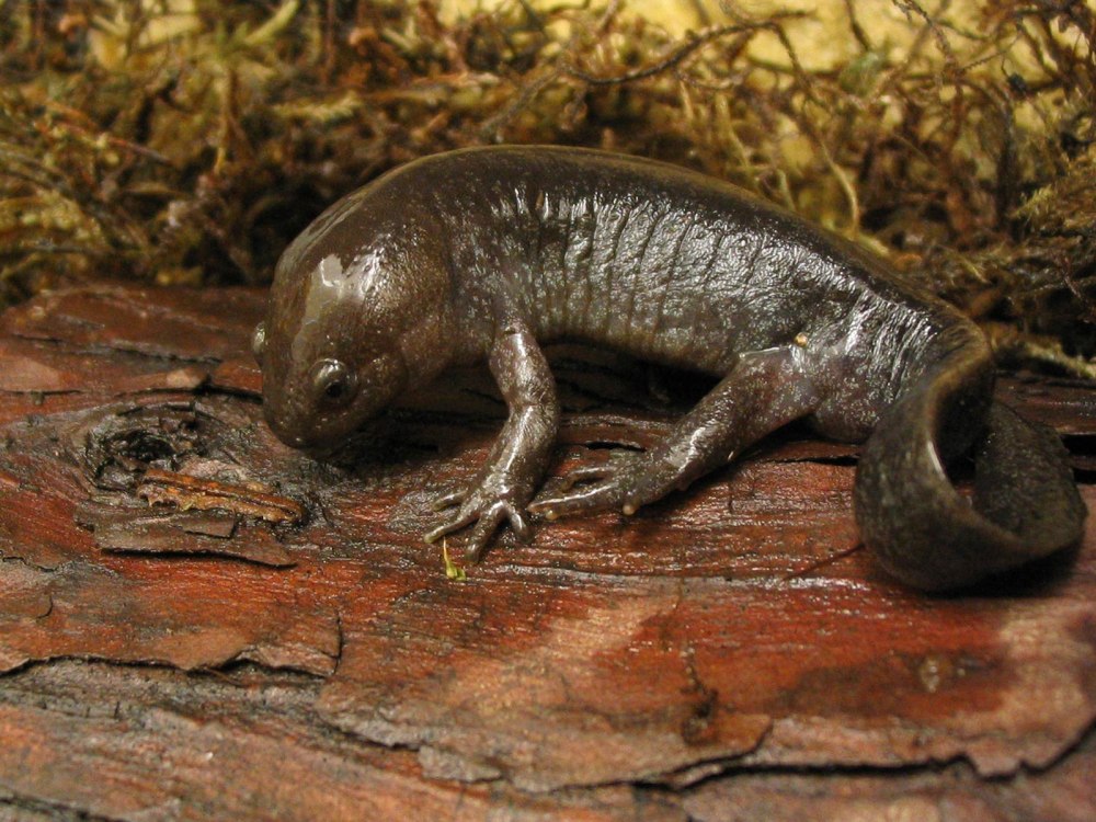 Гигантская саламандра Bolitoglossa dofleini