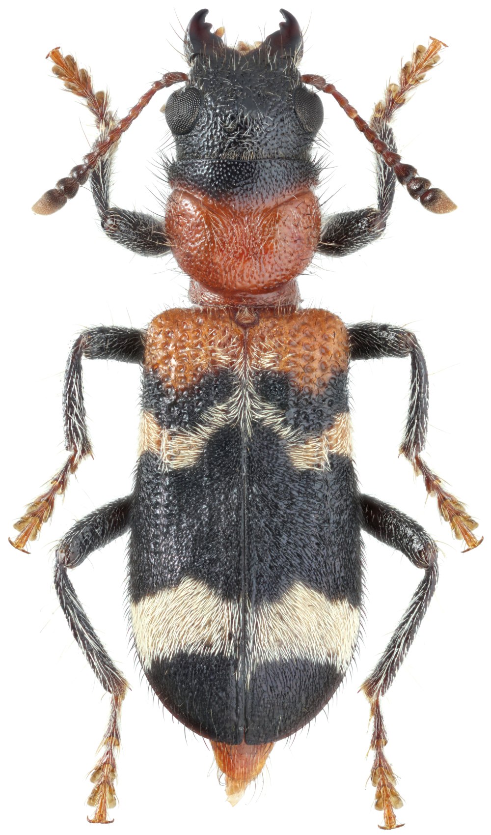 Thanasimus formicarius