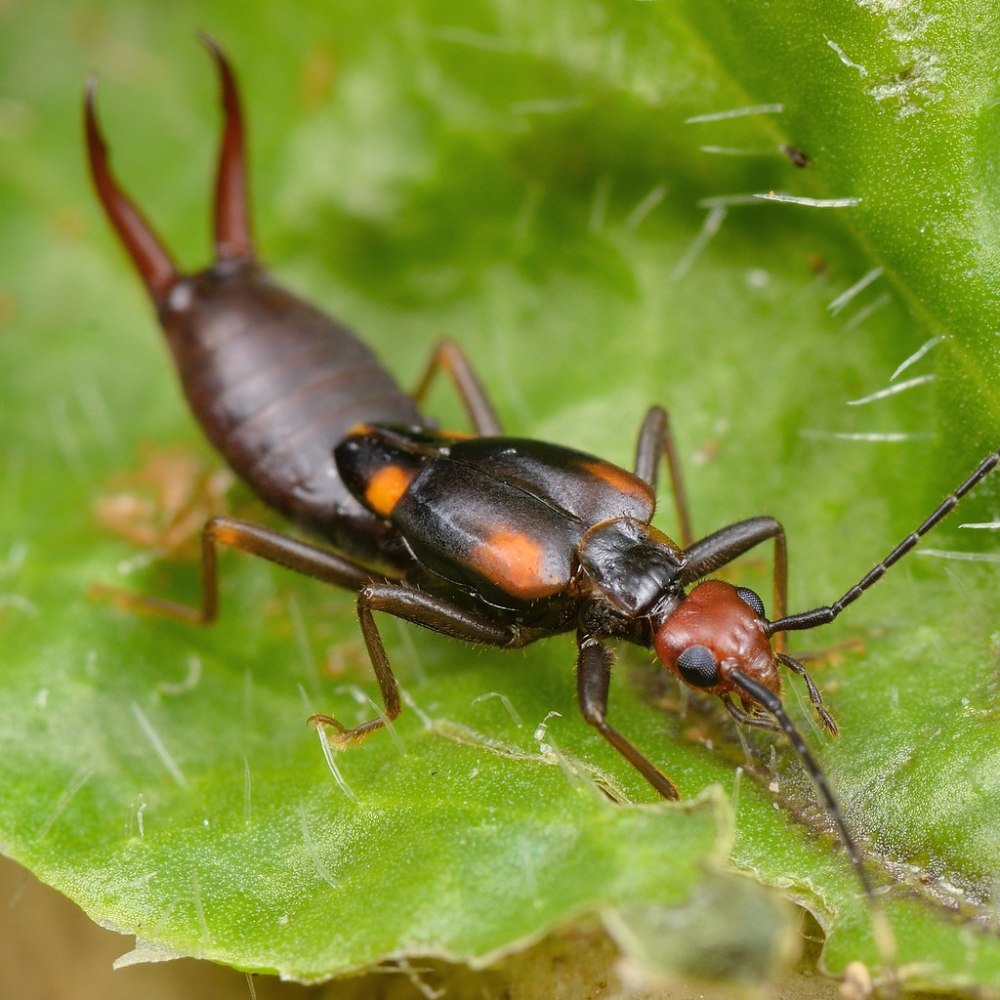 Beautiful Earwig