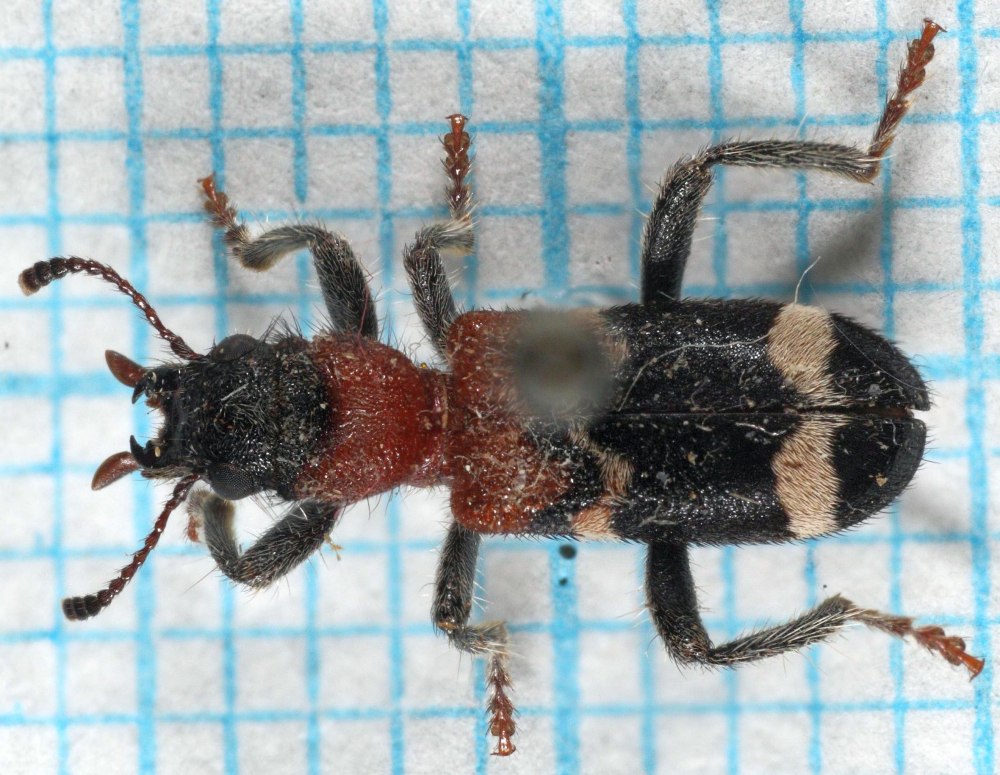 Муравьежук Thanasimus formicarius