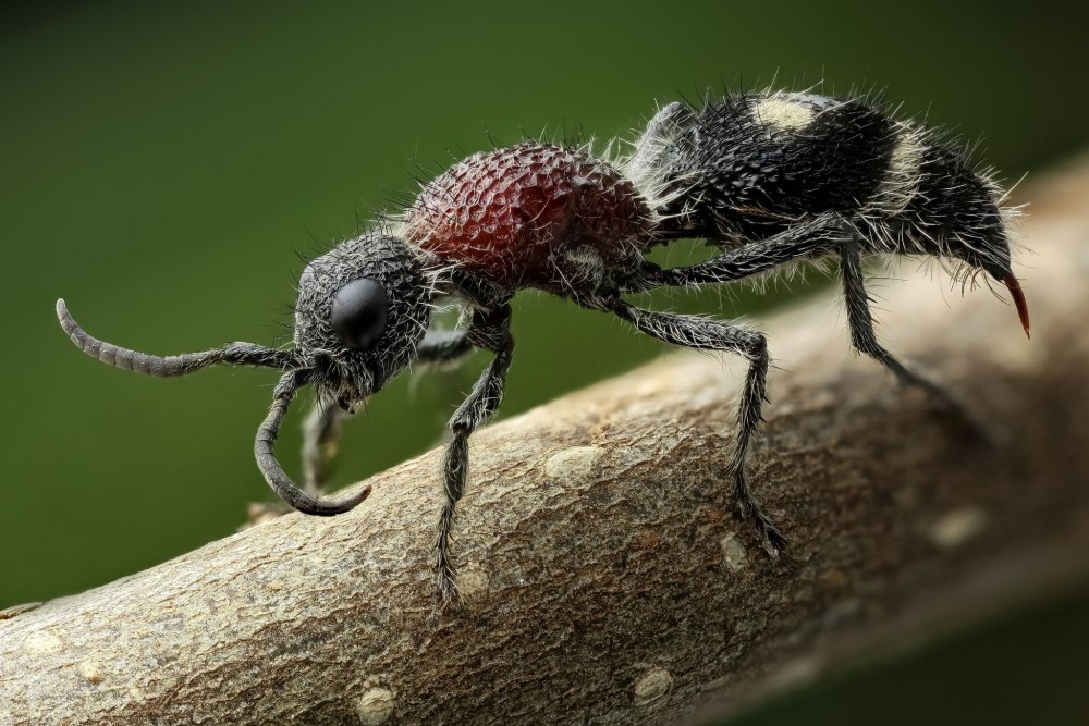 Euspinolia militaris