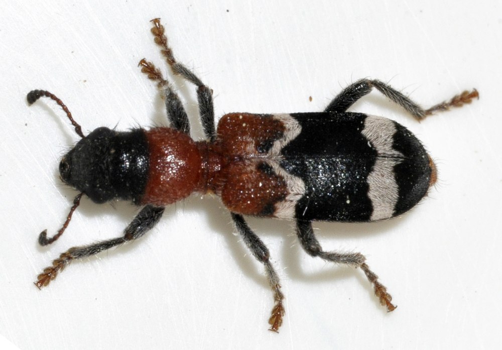 Thanasimus formicarius