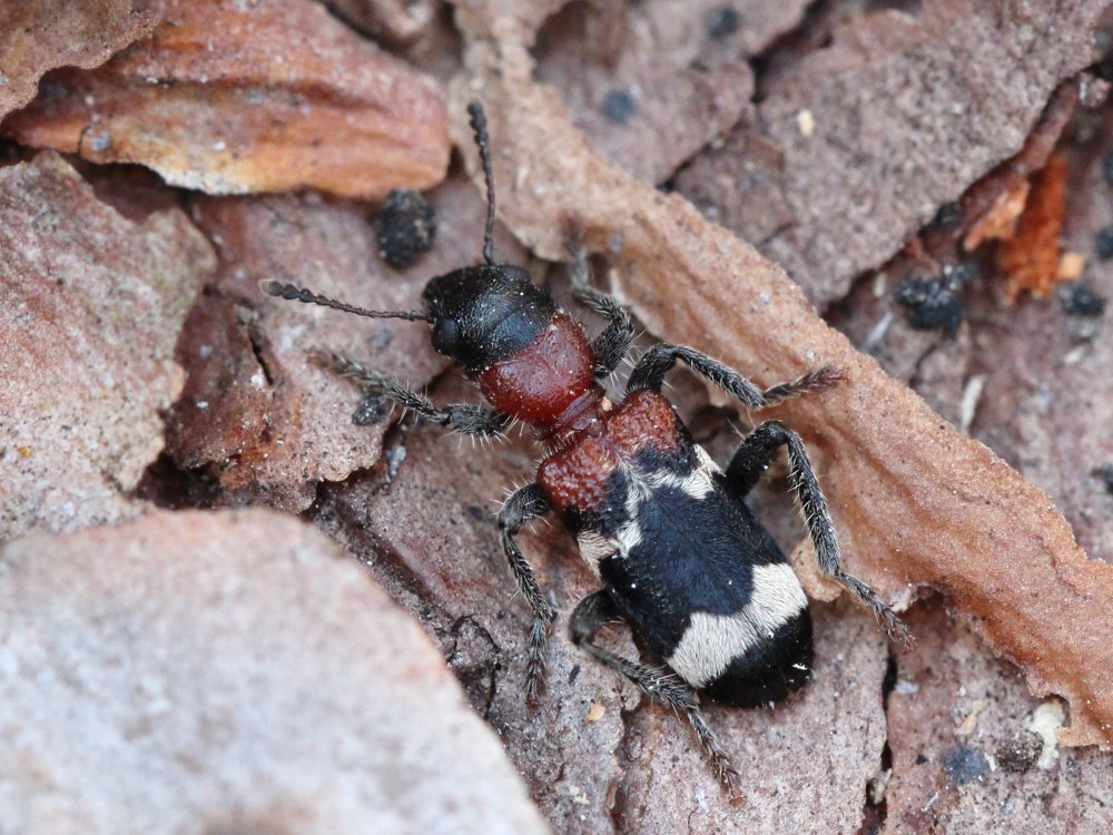 Ant formicarius...