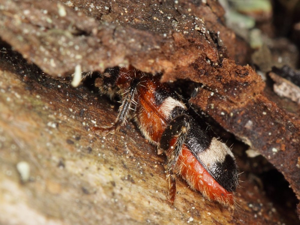 Thanasimus formicarius