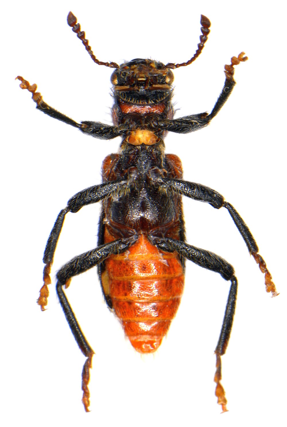 Личинки Жуков Thanasimus formicarius