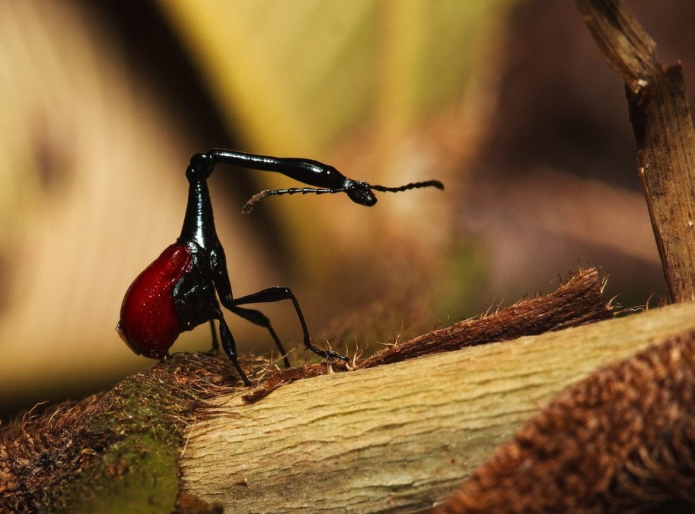 Жук Trachelophorus Giraffa