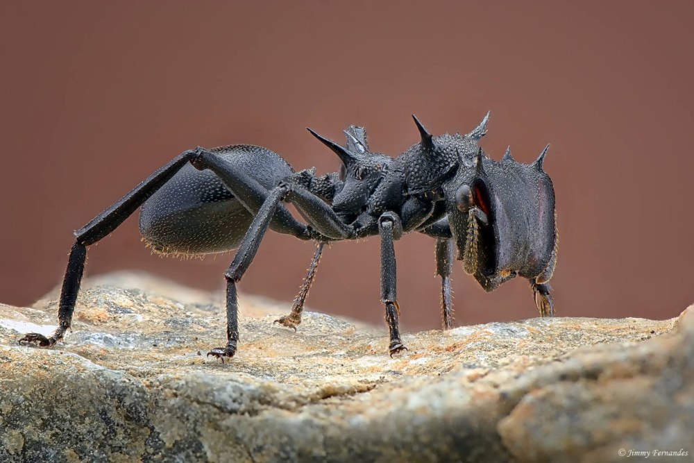 Муравьи-кефалоты (cephalotes)