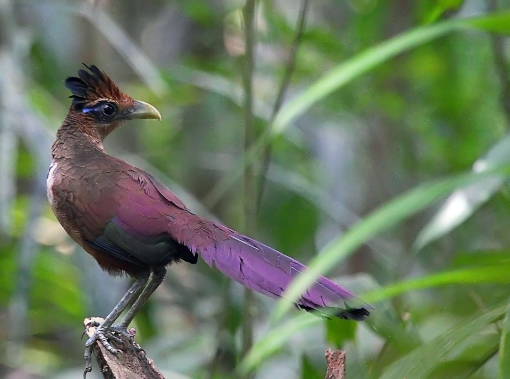 Neomorphus geoffroyi)