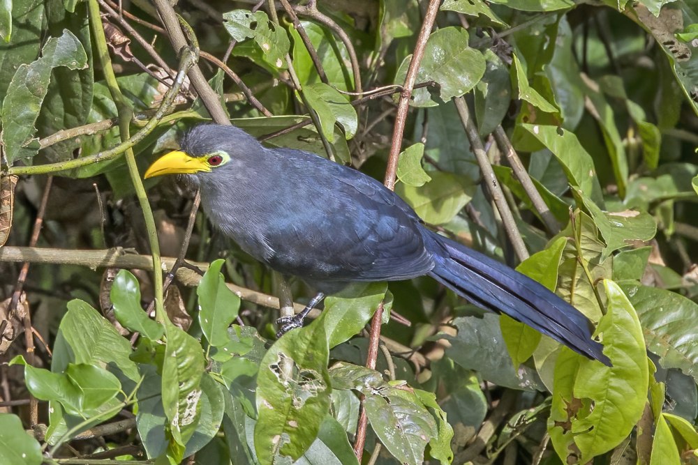 (C. flavirostris),